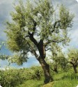 olive_tree_10