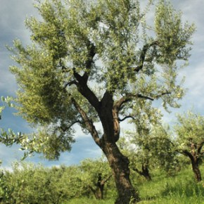 Ημερίδα για το λάδι της Λέσβου&nbsp;[βίντεο]