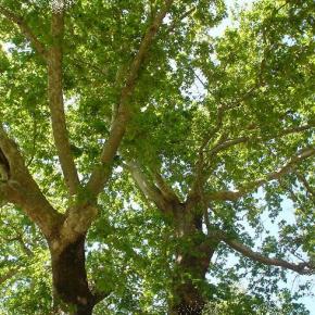 Συμπεράσματα  ημερίδας για το μεταχρωματικό έλκος του&nbsp;πλατάνου