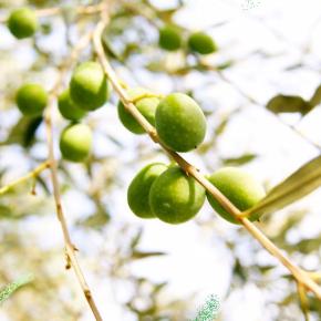 Εκδήλωση για την Πιστοποιημένη Επιτραπέζια Ελιά&nbsp;Χαλκιδικής