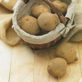 Σε απόγνωση οι πατατοπαραγωγοί του Φούφα&nbsp;[βίντεο]