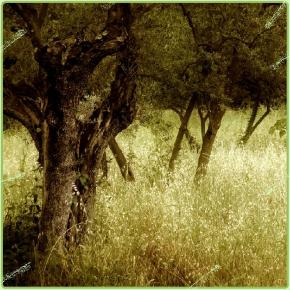 “Μαύρη” χρονιά φέτος στη Χαλκιδική για την&nbsp;ελιά