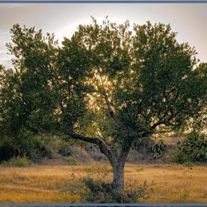 Αμάζευτες θα μείνουν πολλές ελιές λόγω χαμηλής τιμής&nbsp;[βίντεο]