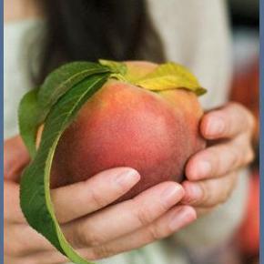 Δείτε τα μέτρα της Ευρωπαϊκής Ένωσης για τους ροδακινοπαραγωγούς