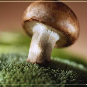 10η Γιορτή Μανιταριού στη&nbsp;Καστοριά