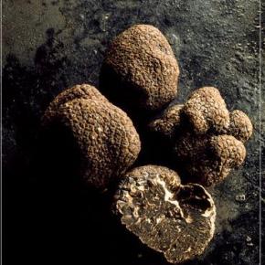 Το σεμινάριο για την καλλιέργεια τρούφας στη&nbsp;Στυλίδα