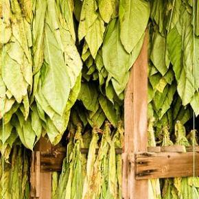 Υπεγράφη απόφαση ένταξης για το Σύστημα Ολοκληρωμένης Διαχείρισης στον&nbsp;καπνό