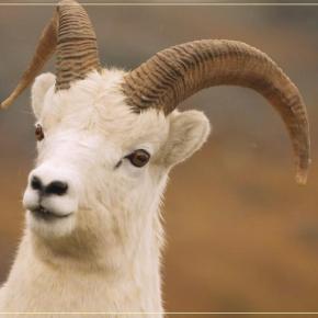 Το βλέμμα των κτηνοτρόφων στραμμένο στο&nbsp;Πάσχα