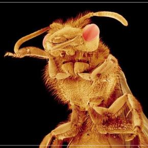 ΟΗΕ: Φάτε σκαθάρια, κάμπιες και&nbsp;ακρίδες!