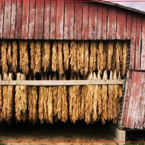 Η δημιουργική στατιστική, η αγροτική πολιτική, oi πολιτικοί, η καπνοπαραγωγή, η Philip Morris, οι επενδύσεις και .. οι&nbsp;τυμπανοκρουσίες