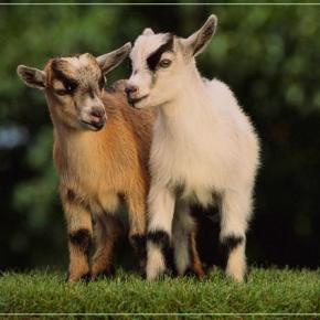 Kεραυνός σκότωσε 100 κατσίκια στο Μελισσουργό&nbsp;Θεσσαλονίκης