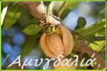 amygdalia90