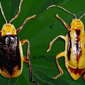 Εντοπίστηκε το Diabrotica virgifera στην&nbsp;Kοζάνη