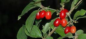 Ημερίδα για την καλλιέργεια της&nbsp;κρανιάς