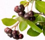 aronia400