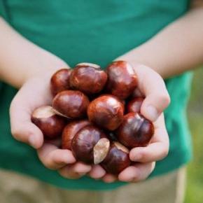 Αποτελέσματα ημερίδας για την καλλιέργεια&nbsp;Καστάνου