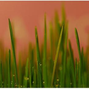 Hμερίδα με θέμα την Νέα&nbsp;ΚΑΠ