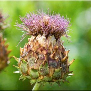 Hμερίδα για την Αγριοαγγινάρα στην&nbsp;Δράμα