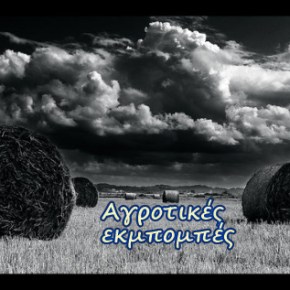 Πριν την συγκομιδή&nbsp;ακτινιδίων