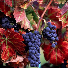 Απολογισμός τρύγου 2012