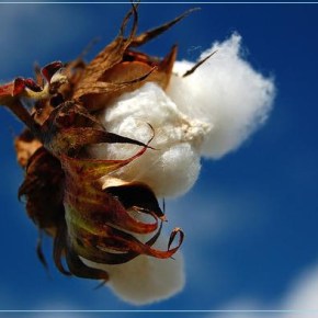 Hμερίδα για το Πράσινο&nbsp;σκουλήκι