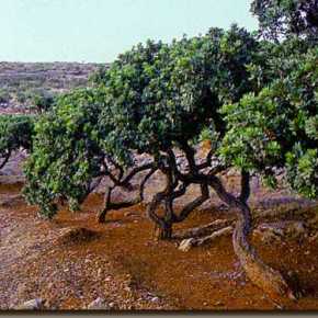 Διαμαρτυρίες για τις αποζημιώσεις των μαστιχοπαραγωγών
