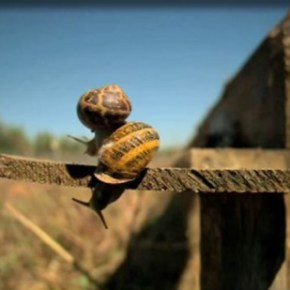 Εκτροφή Σαλιγκαριών στο&nbsp;Αγρίνιο