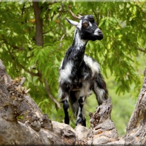 Ημερίδα για την&nbsp;Αιγοτροφία