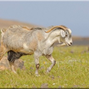 Εξαγωγή Αμνοεριφίων προς Τουρκία&nbsp;[βίντεο]