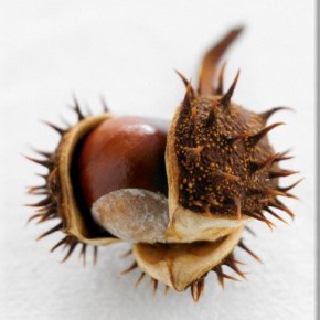 Γιορτή Καστάνου στο Παλαιοχώρι&nbsp;Καβάλας