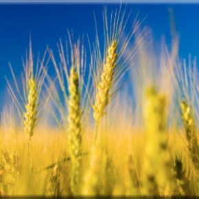 Διπλασιάστηκαν οι παραγωγοί κριθαριού που συνεργάζονται με την Αθηναϊκή&nbsp;Ζυθοποιία