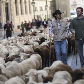 Εκαντοντάδες πρόβατα στους δρόμους της&nbsp;Μαδρίτης