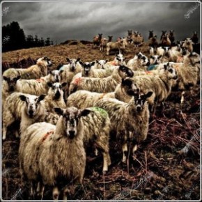 Κίνδυνος κατάρρευσης της κτηνοτροφίας λόγω αδυναμίας των κτηνοτρόφων για προμήθεια&nbsp;ζωοτροφών