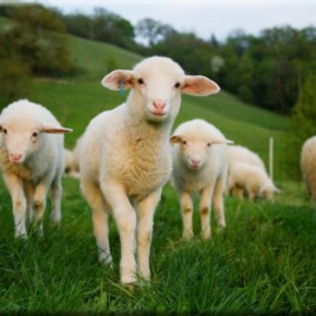 Προβατάκια θα κουρεύουν… το γκαζόν στο&nbsp;Παρίσι