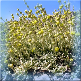 Γερμανοί και Βούλγαροι “μας κλέβουν” τη&nbsp;Μαλοτήρα