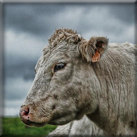 Απειλούν με μηνύσεις οι&nbsp;κτηνοτρόφοι