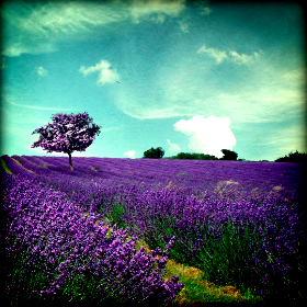 Εκμηχάνιση στα Αρωματικά Φαρμακευτικά&nbsp;Φυτά