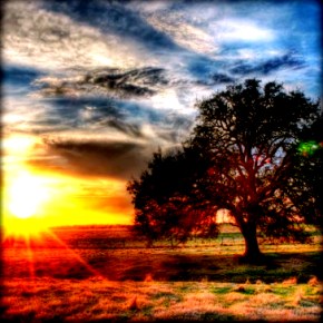 Φυσική Καλλιέργεια ή εναλλακτικός τίτλος: «καλλιέργεια που δεν κάνεις τίποτε»&nbsp;[βίντεο]