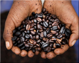 «Θύμα» της κλιματικής αλλαγής ο αραβικός&nbsp;καφές