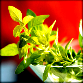 Ριγανέλαιο αντί αντιβιοτικών χρησιμοποιεί πτηνοτροφείο στην&nbsp;Πενσυλβάνια