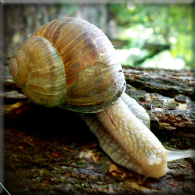 Παραγωγικά αποτελέσματα εκτροφής σαλιγκαριών&nbsp;2012