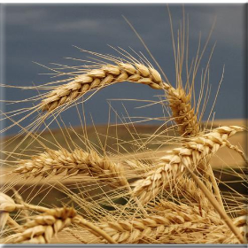 Στα ύψη οι τιμές στα σιτηρά λόγω&nbsp;Ουκρανίας