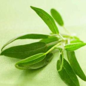 Η καλλιέργεια του Φασκόμηλου – Στατιστικά στοιχεία&nbsp;2010