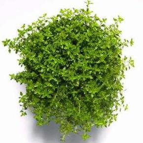 Η καλλιέργεια του Θυμαριού – Στατιστικά στοιχεία&nbsp;2010