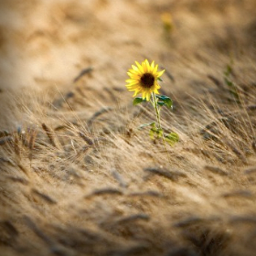 H καλλιέργεια του δίκοκκου&nbsp;σιταριού