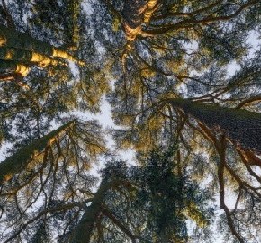 Επικίνδυνη κάμπια προκαλεί ζημιές στα δένδρα του&nbsp;Δομοκού