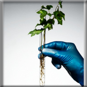 «Ναι» από το ευρωκοινοβούλιο στα μεταλλαγμένα&nbsp;τρόφιμα