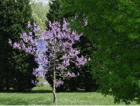 Παυλώνια – μια κερδοφόρα και σταθερή&nbsp;επένδυση