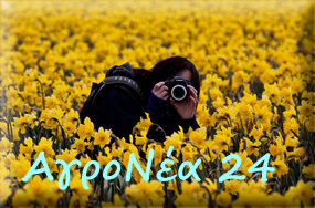 αγρονεα24