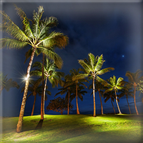 Σχεδιασμός Φύτευσης του Αστικού Τοπίου με&nbsp;Φοίνικες